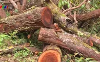 Nhân viên bảo vệ rừng thuê người... phá rừng