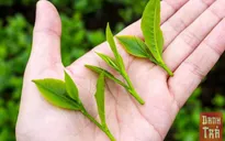 Trà Thái Nguyên đậm đà hương vị Việt