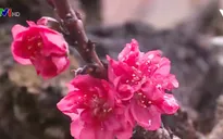 Không khí tất bật, nhộn nhịp ngày cuối năm tại Hà Nội