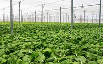 Triển khai sản xuất nông nghiệp hữu cơ tại Sơn La