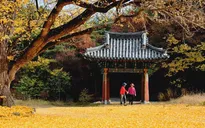 Khám phá 4 mùa rực rỡ của "thiên đường du lịch" Gyeongsangbuk