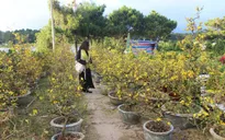 Không khí rộn ràng ở làng mai dịp cận Tết