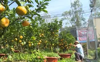 Đồng Tháp: Cây lạ dịp Tết hiếm hàng