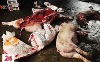 Kinh hoàng cơ sở giết mổ lợn bệnh, chết, bốc mùi, đóng hàng đưa về các tỉnh tiêu thụ