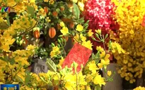 Người tiêu dùng TP.HCM nhộn nhịp sắm Tết