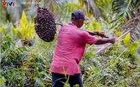 Malaysia phát động chiến dịch yêu mến dầu cọ