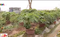 Đu đủ bonsai - cây cảnh giá đắt vẫn được săn lùng chơi Tết