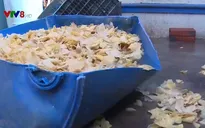 Thừa Thiên Huế: Phát hiện nhiều cơ sở chế biến thực phẩm "bẩn"