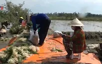 Đồng Tháp: Kiệu Tết ế hàng, nông dân chuyển sang bán lẻ