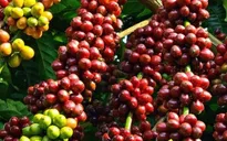 Nhiều giống cà phê có nguy cơ tuyệt chủng