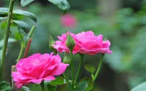 Nữ hoàng của các loài hoa và các bài thuốc độc đáo