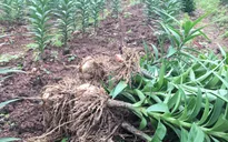 Thời tiết xấu ảnh hưởng vụ hoa Tết, nông dân trồng hoa “đứng ngồi không yên”