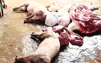 Ngang nhiên giết mổ lợn chết, lở mồm long móng bán vào xưởng làm thịt khô