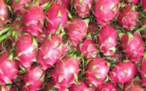 Bài toán thương hiệu thanh long Việt Nam tại Ấn Độ