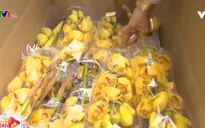 Cách chọn hoa lan ngày Tết