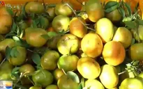 Đồng Tháp vào vụ thu hoạch quýt hồng chín sớm