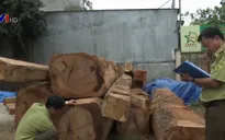 Khởi tố vụ cất giấu gỗ lậu gần kho doanh nghiệp