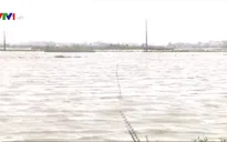 Bình Định khắc phục tình trạng lúa bị ngập úng