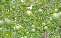 Chanh leo - Cây bờ rào chiếm lĩnh thị trường thế giới