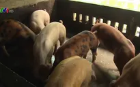 Các phương án phòng chống dịch tả lợn châu Phi