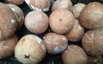 Cơn sốt làm mứt dừa handmade cho ngày Tết