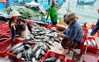Ngư dân Khánh Hòa có tiền sắm Tết nhờ "được mùa" cá ngừ