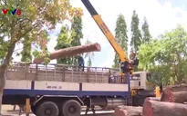 Khởi tố trạm trưởng bảo vệ rừng trong vụ gỗ lậu Phượng "râu"