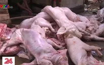 Thu giữ gần 1 tấn thịt lợn bệnh, lợn bẩn ở Đồng Nai