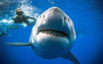 Phát hiện cá mập trắng khổng lồ ngoài khơi Hawaii