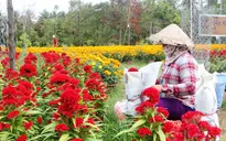 Hoa kiểng Chợ Lách nhộn nhịp ra chợ Tết