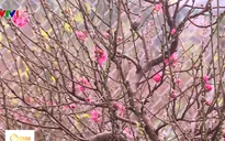 Người dân trồng hoa đào phấn khởi vì được mùa, được giá