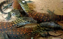 Indonesia sẽ tạm đóng cửa Đảo rồng Komodo