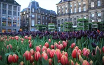 Hàng nghìn bông hoa rực rỡ sắc màu trong Ngày Quốc gia Hoa tulip ở Hà Lan