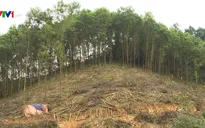 Phá rừng, chiếm đất trồng keo: Hoạt động trái phép diễn ra công khai
