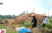 Cặp lá yêu thương: Vườn cà chua của mẹ