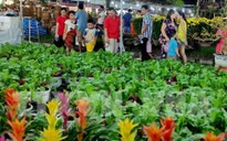 Ngập tràn sắc xuân tại Hội chợ hoa xuân Tết Kỷ Hợi 2019