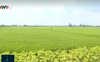 Tăng cường quản lý sâu bệnh hại lúa Đông Xuân dịp Tết