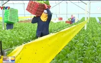 Giá rau dịp Tết biến động, các mặt hàng khô tăng giá