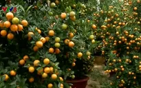 Làng quất cảnh Hội An những ngày cuối năm