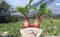Độc đáo củ cải hồng phát chưng Tết ở xứ dừa Bến Tre