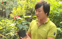 Bí kíp chăm cây cảnh xanh tươi, trổ hoa đón Tết