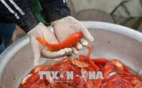 Làng nghề nuôi cá chép đỏ Thủy Trầm tất bật vào vụ Tết