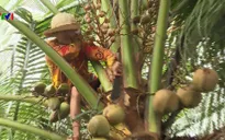 Người phụ nữ 60 tuổi mưu sinh trên ngọn dừa