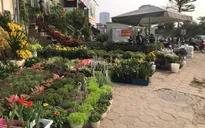 Rực rỡ phố hoa Hoàng Hoa Thám dịp cận Tết
