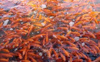 Không khí tại làng nghề Thủy Trầm ngày ông Công, ông Táo