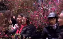 Chợ hoa truyền thống phố cổ Hà Nội