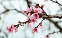 Thời tiết dịp Tết Nguyên đán Kỷ Hợi 2019