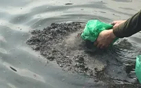 Cá chép ngày ông Công ông Táo “ngụp lặn” cùng tro đen trong hồ