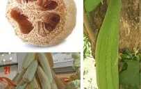 Công dụng chữa bệnh của quả mướp