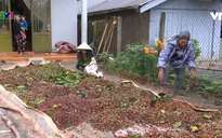 Những khoản nợ chất chồng đè nặng cuộc sống của nhiều hộ trồng cà phê